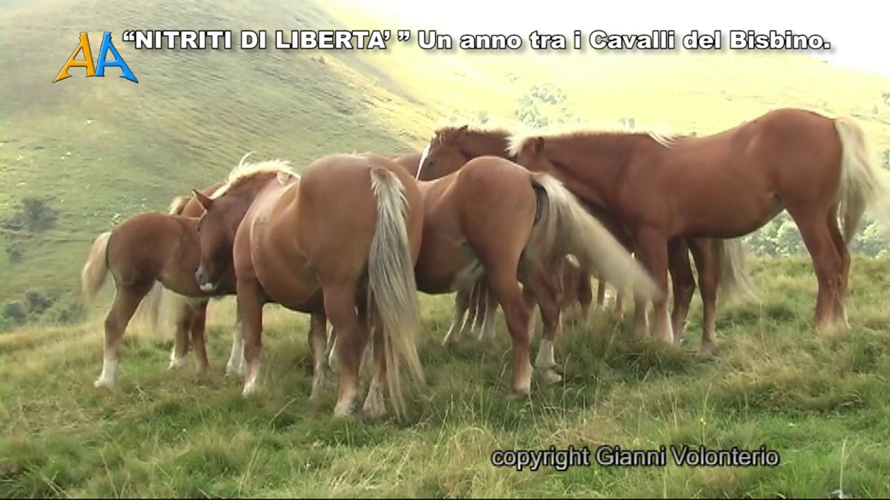 Cavalli del Bisbino nel loro habitat naturale, raffigurati nell’anno trascorso, simboli di libertà e bellezza nella montagna.