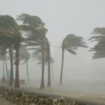 Alberi piegati dal vento durante un uragano su La Palma, evidenziando la forza della natura e la resilienza della vegetazione.