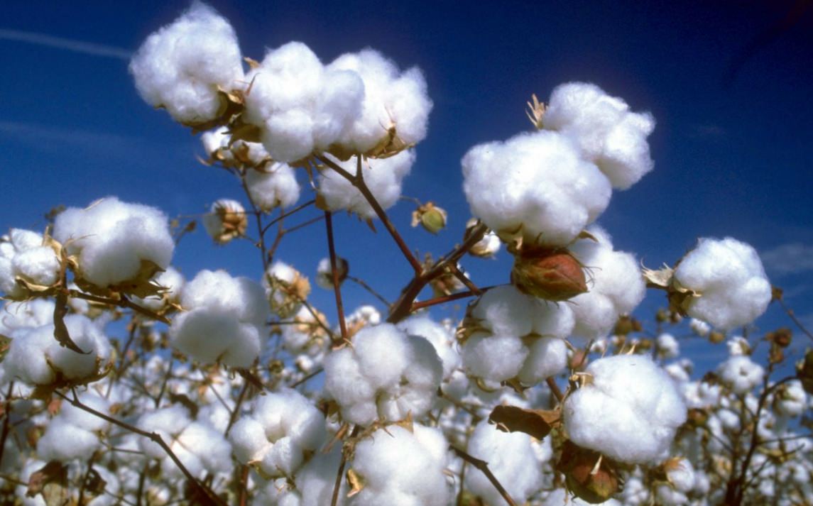 Immagine di piante di cotone in un campo, evidenziando i fiori bianchi e le questioni ambientali legate alla coltivazione del cotone.