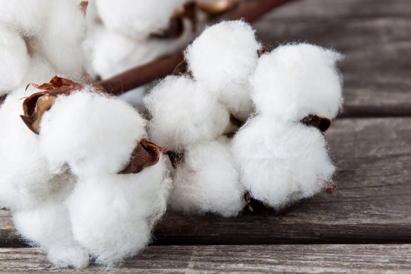 Fioriture di cotone biologico su legno, simbolo di sostenibilità e innovazione nel settore tessile per il futuro del cotone.