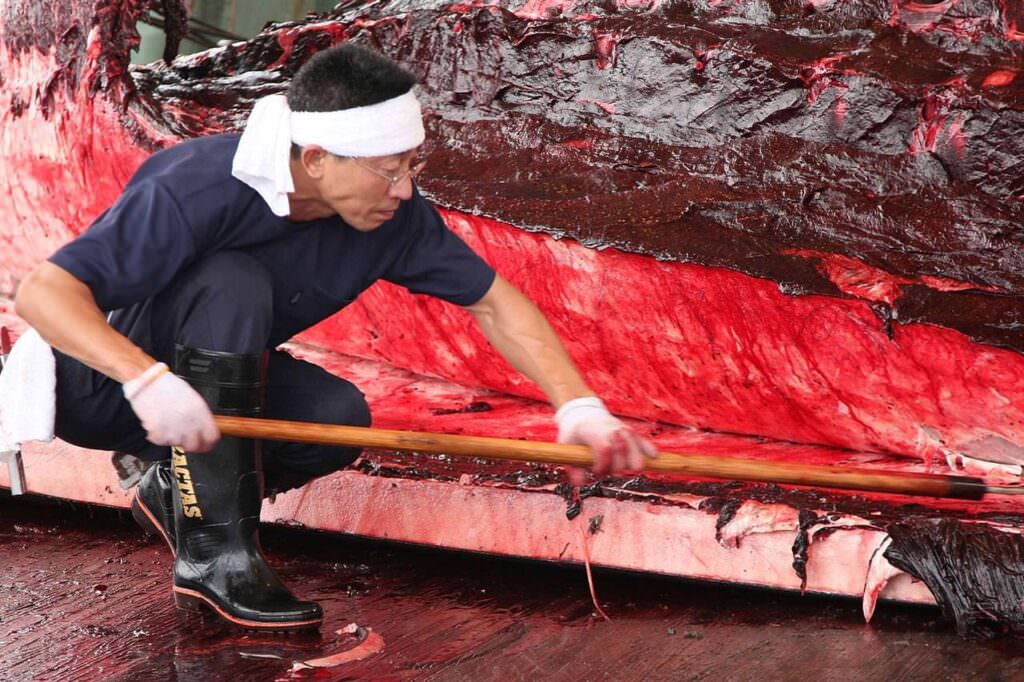 ed0456fa 5272 4717 a73b eb80bf6e356f large