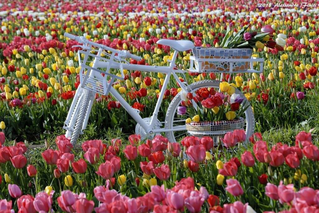 bici a tulipark roma Copia