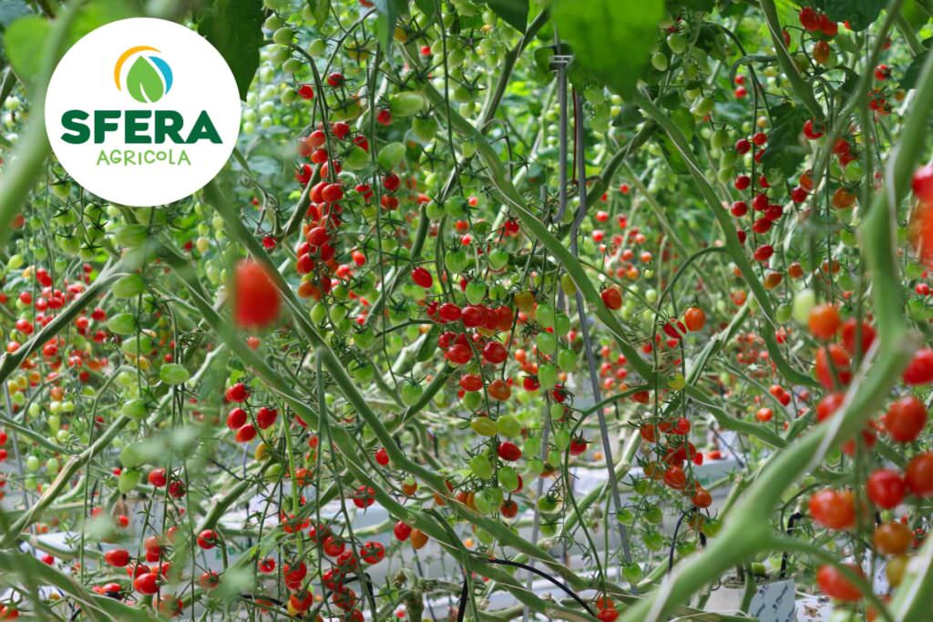 Sfera agricola, la passata di pomodoro in vendita in farmacia 2 37279505 686093118406682 6083016680164818944 o