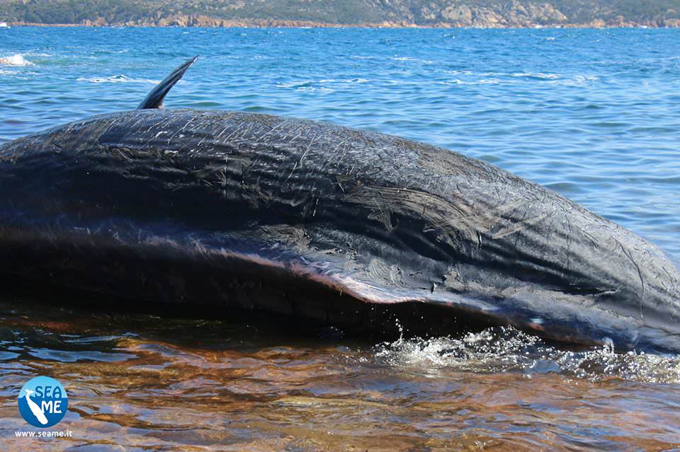 Capodoglio, ecco la plastica che l'ha ucciso. Biologo: "Oggetti comuni letali anche per un animale di 10 metri". VIDEO 1 cap 1