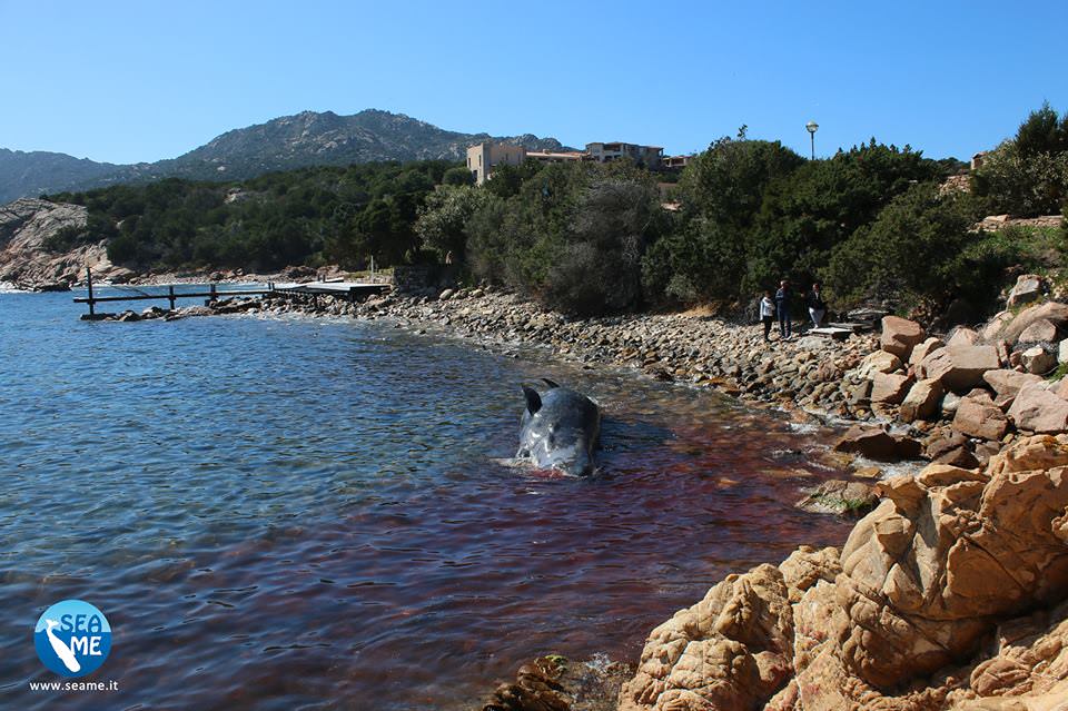 Capodoglio, ecco la plastica che l'ha ucciso. Biologo: "Oggetti comuni letali anche per un animale di 10 metri". VIDEO 2 cap 2