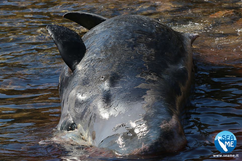 Capodoglio, ecco la plastica che l'ha ucciso. Biologo: "Oggetti comuni letali anche per un animale di 10 metri". VIDEO 3 cap 3