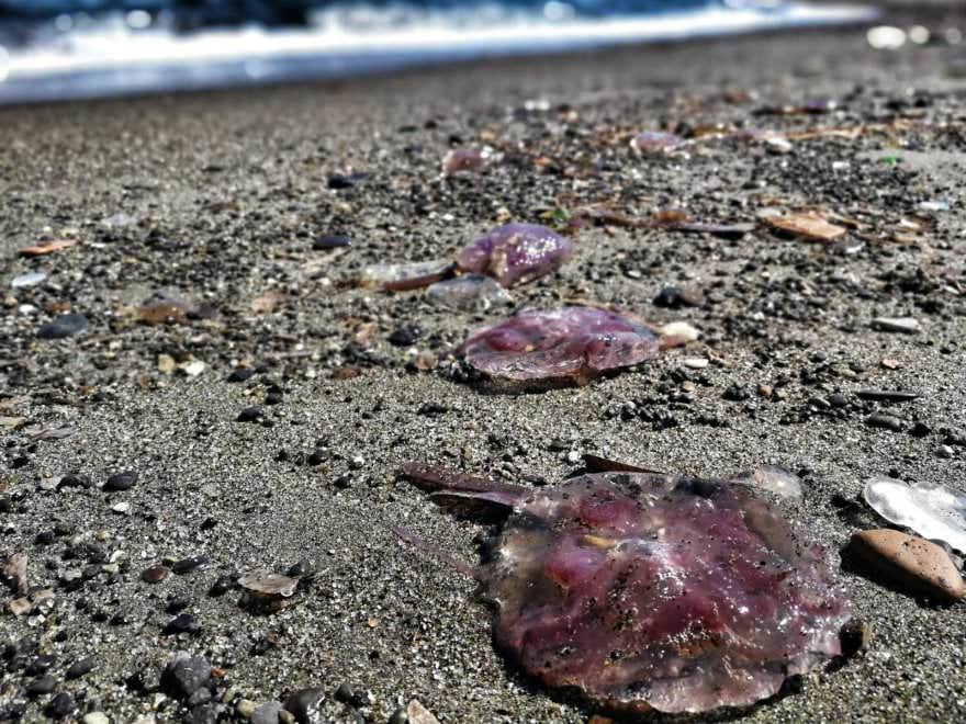 Meduse spiaggiate, scatta l’allarme. Cosa sta succedendo? VIDEO 1 meduse