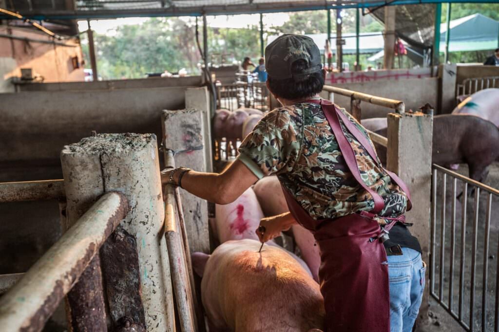 Maiali uccisi a bastonate nei mattatoi thailandesi IMMAGINI CHOC 6 4 4