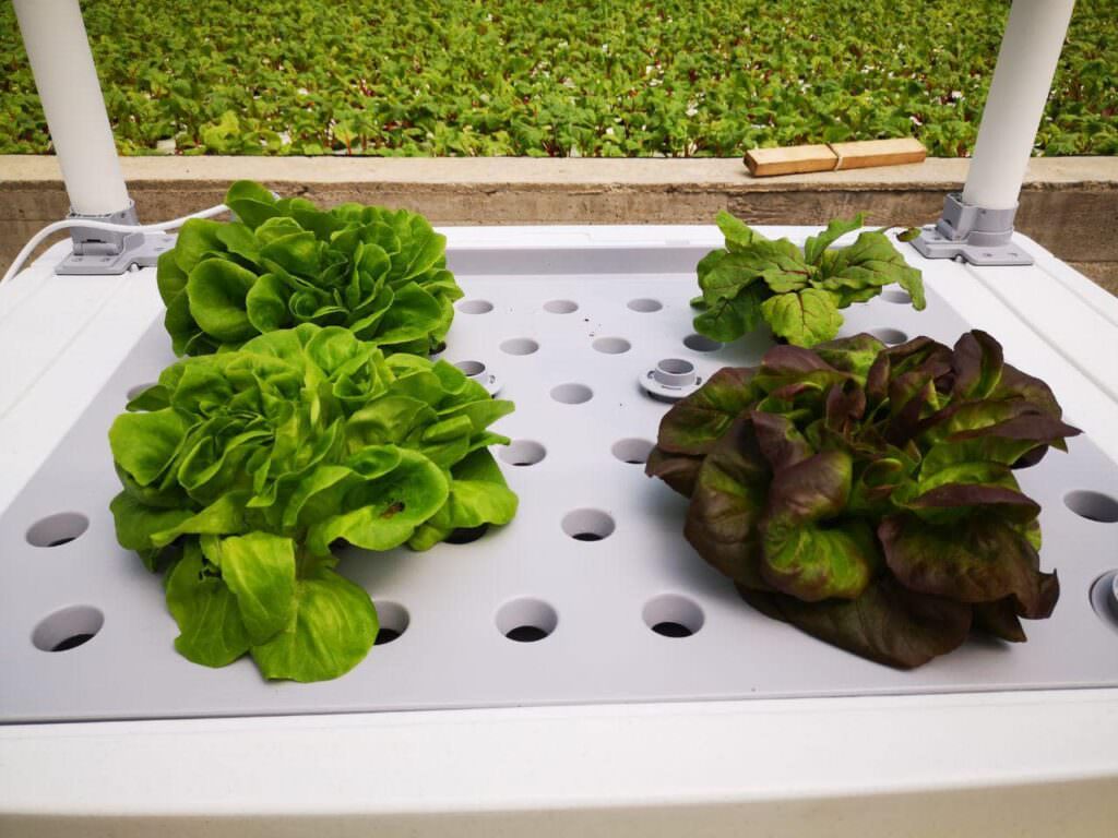 Progetto HortoMio, torniamo ad un corretto rapporto con il cibo 2 hortomio 1