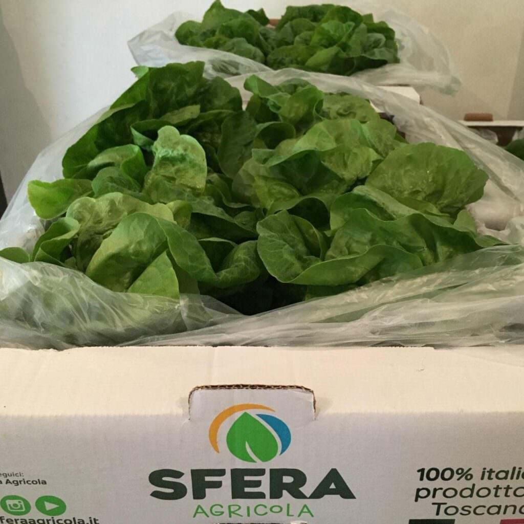 Sfera Agricola e il nuovo polo tecnologico dell'agroalimentare. Un esempio per giovani e aziende 1 insalata