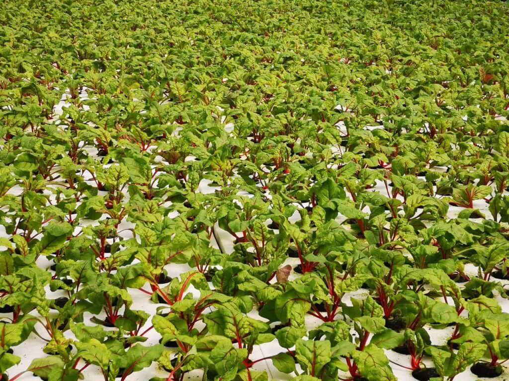 Sfera Agricola e il nuovo polo tecnologico dell'agroalimentare. Un esempio per giovani e aziende 5 insalata sfera agricola