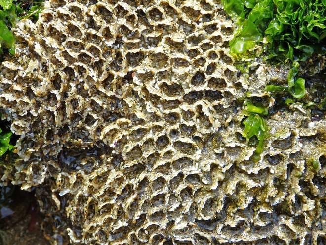 ostia barriera corallina 3