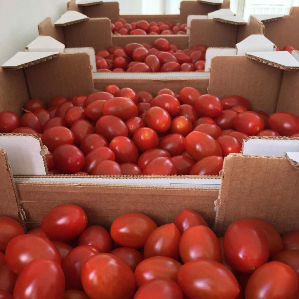 Sfera Agricola e il nuovo polo tecnologico dell'agroalimentare. Un esempio per giovani e aziende 2 pomodorini nikel free