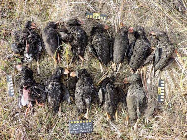 pulcinella di mare morte