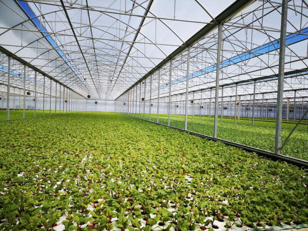 Sfera Agricola e il nuovo polo tecnologico dell'agroalimentare. Un esempio per giovani e aziende 6 sfera agricola insalata