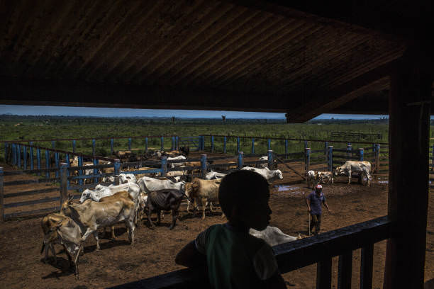 deforestazione amazzonia consumo di carne 7