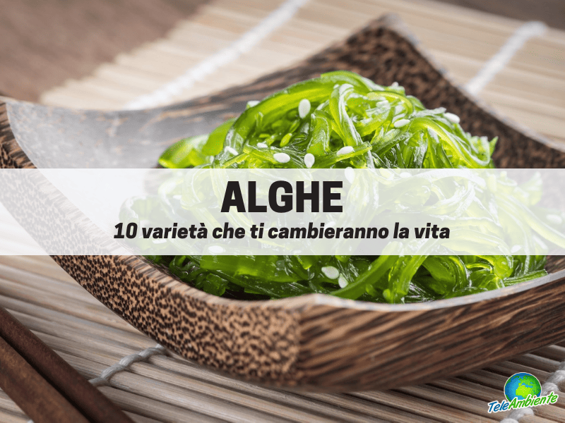 alghe migliori lista