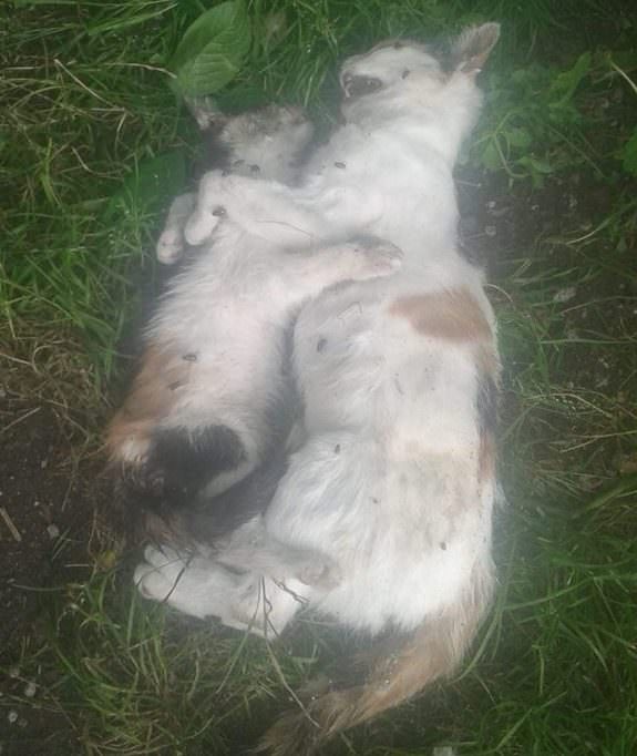 gatta e cucciolo avvelenato e1565290485495 1