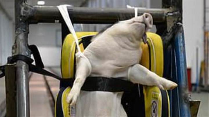animali maiali usati come crash test 8