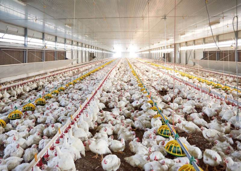 Allevamento intensivo polli FIleni 3 e1573990884142
