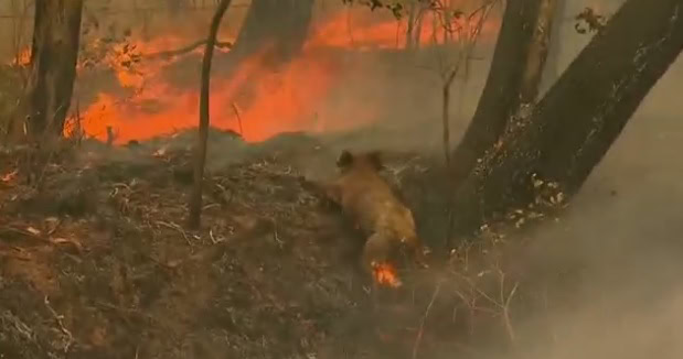 incendi donna salva koala 2