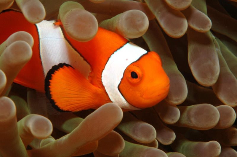 pesce pagliaccio rischia estinzione 2 e1574855001586