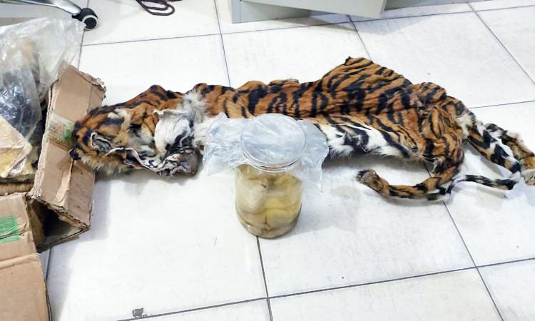 Tigre di Sumatra feti