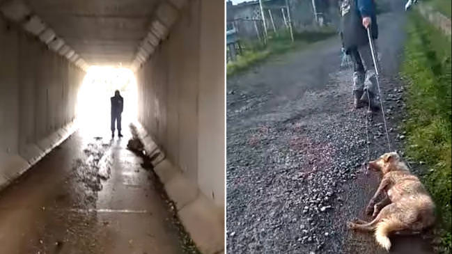 animali cacciatore spara a cane 3