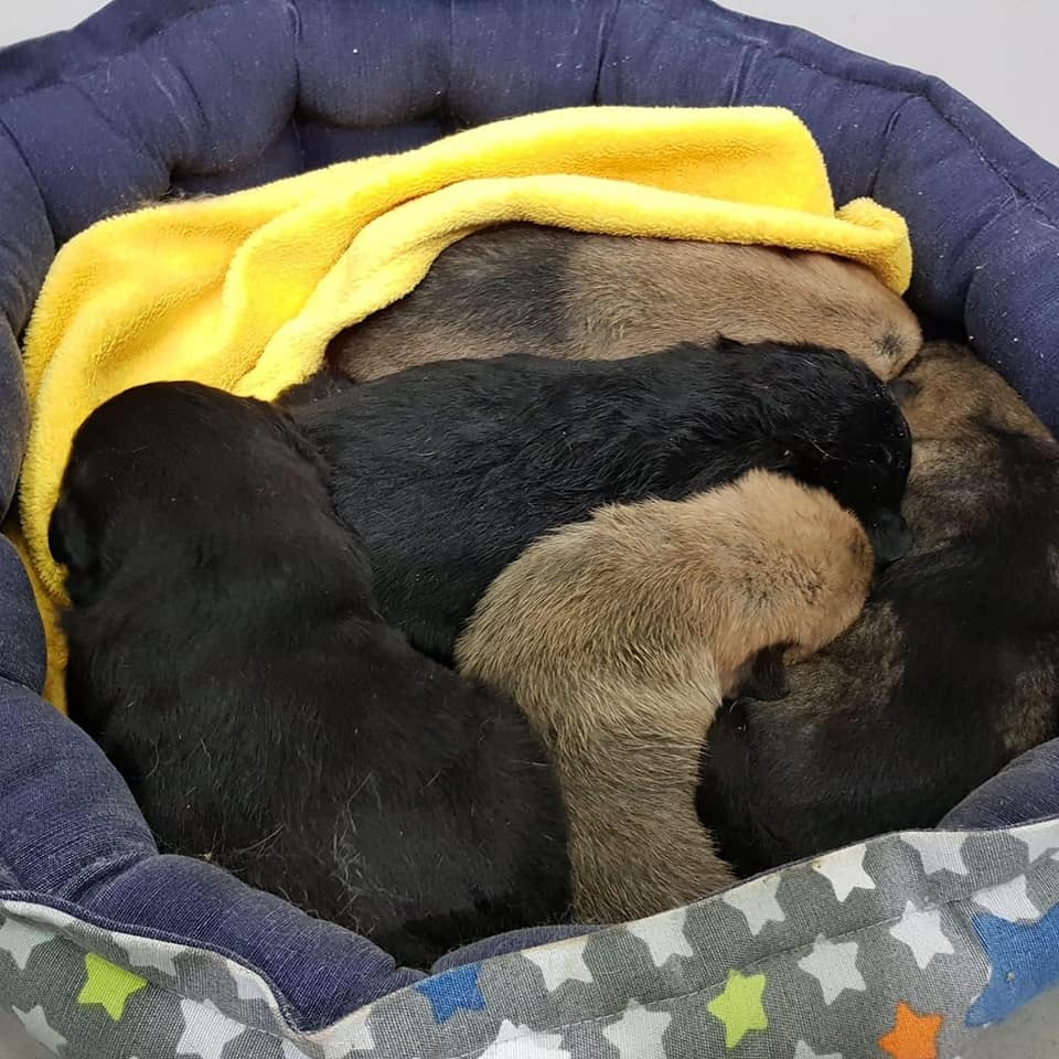 animali cacciatore spara a cane