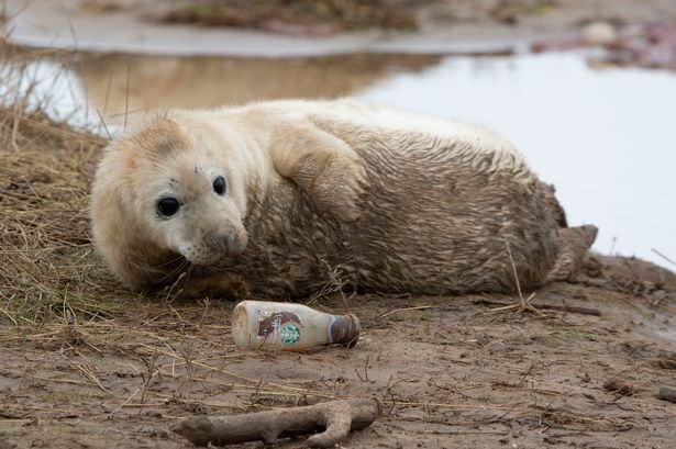 inquinamento cucciolo di foca bottiglia 8 1