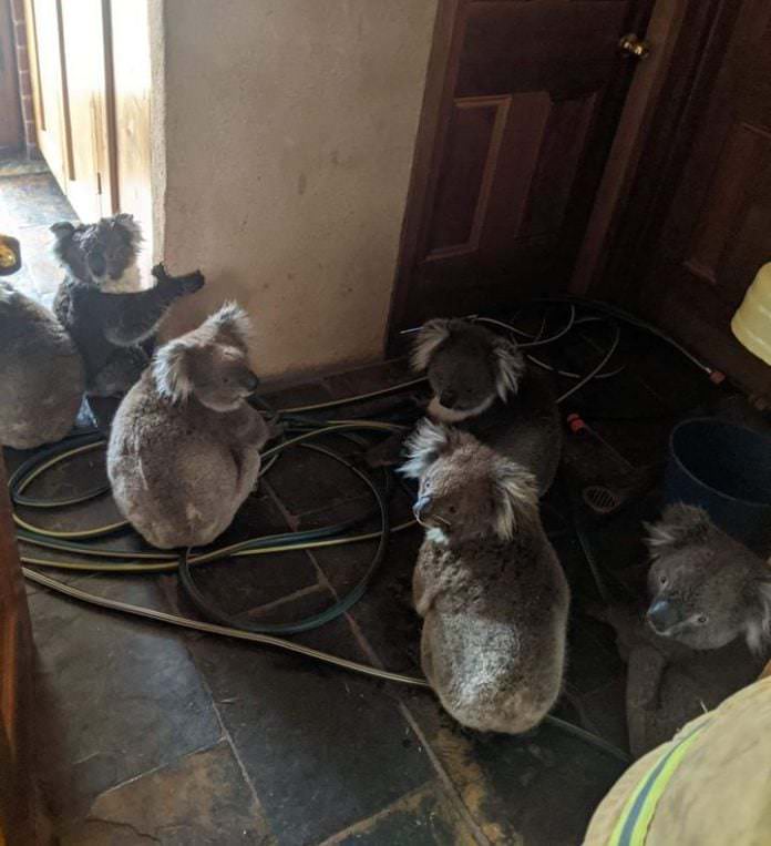 koala australia incendi