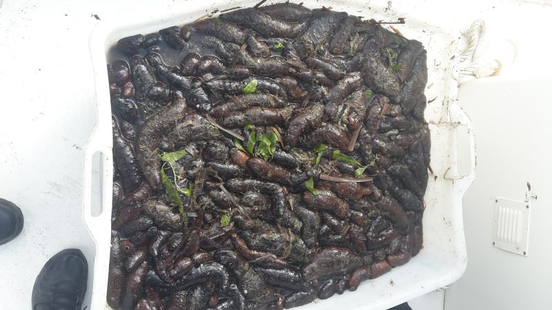 oloturie in pericolo 5