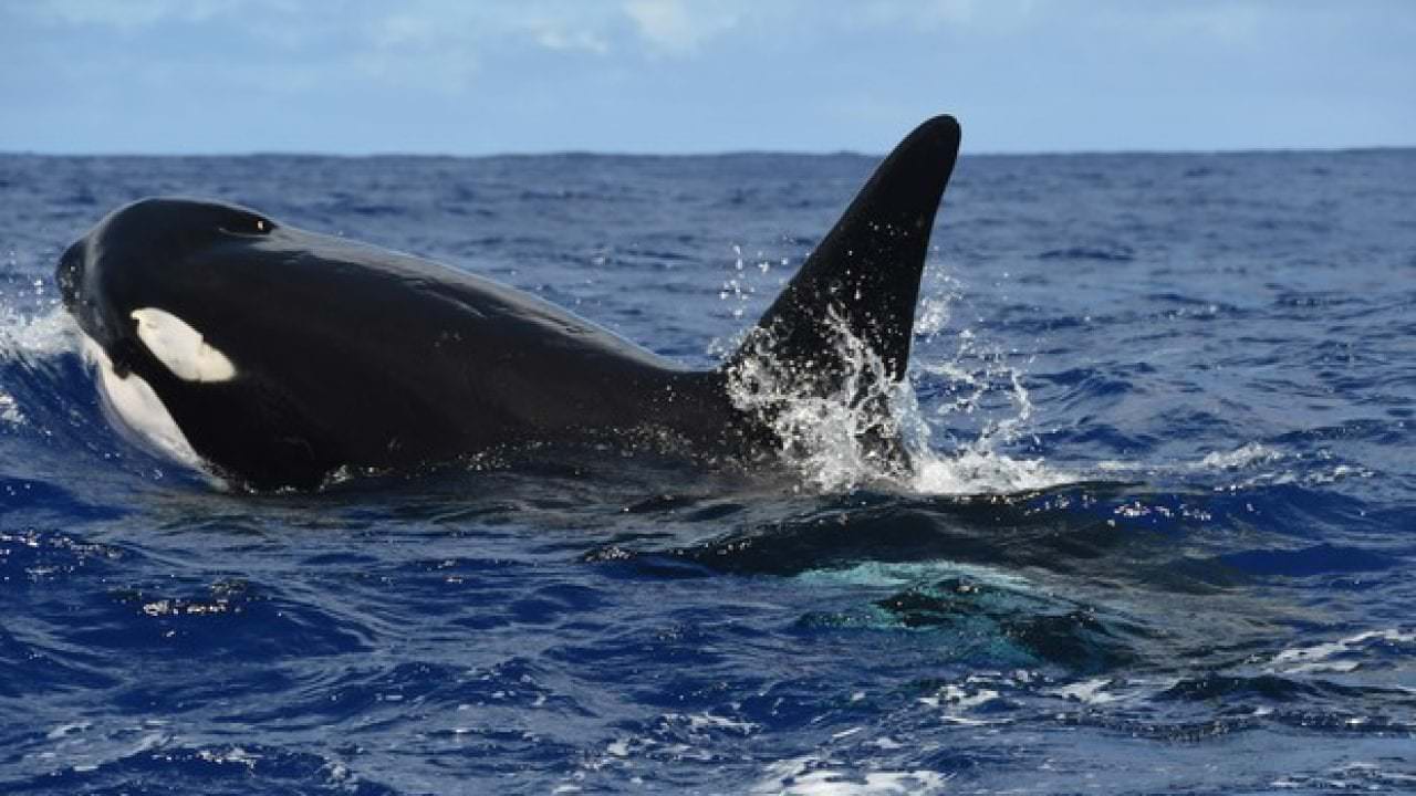 orche da Islanda a Messina 3