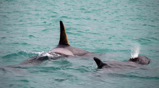orche da Islanda a Messina 4