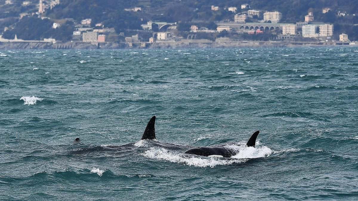 orche da Islanda a Messina