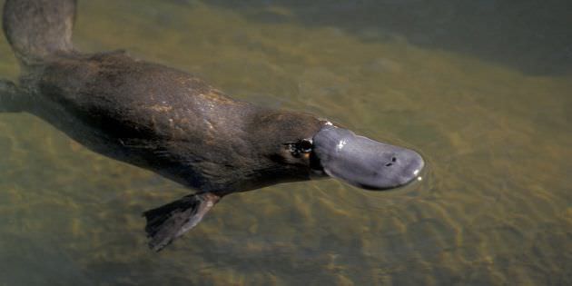 Ornitorinco acqua