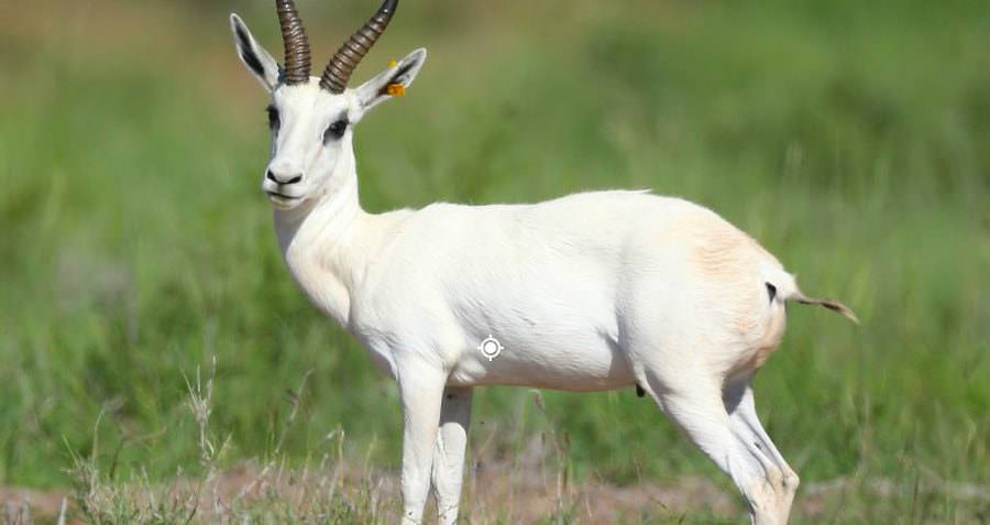 Pure White impala e1580318131820