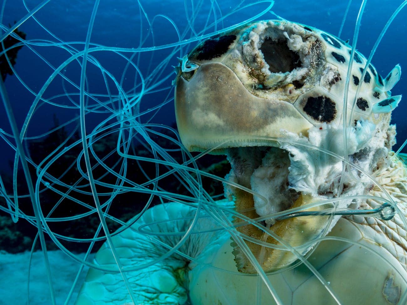 La foto simbolo dell'anno: la tartaruga morta strangolata dalle reti da pesca 1 tartaruga marina plastica inquinamento 1