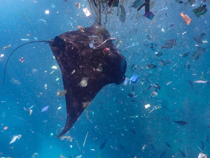 La foto simbolo dell'anno: la tartaruga morta strangolata dalle reti da pesca 3 tartaruga marina plastica inquinamento 2