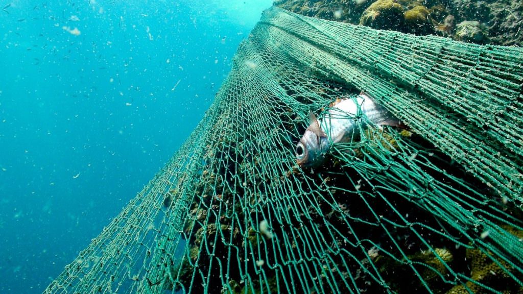 La foto simbolo dell'anno: la tartaruga morta strangolata dalle reti da pesca 2 tartaruga marina plastica inquinamento 4