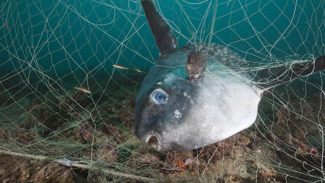 La foto simbolo dell'anno: la tartaruga morta strangolata dalle reti da pesca 4 tartaruga marina plastica inquinamento 5