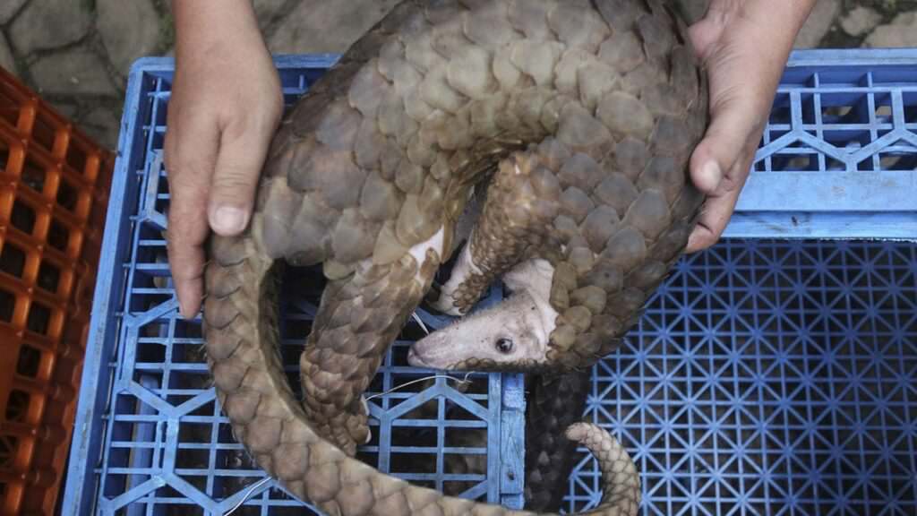 commercio illegale pangolino