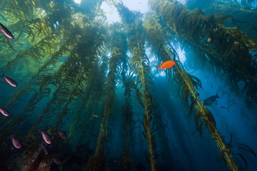 foreste di kelp