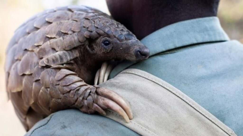 pangolino