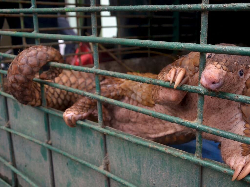 pangolino gabbia