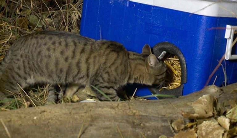 Animali, 150 cucce per gatti randagi create con borse termiche 2 gatto