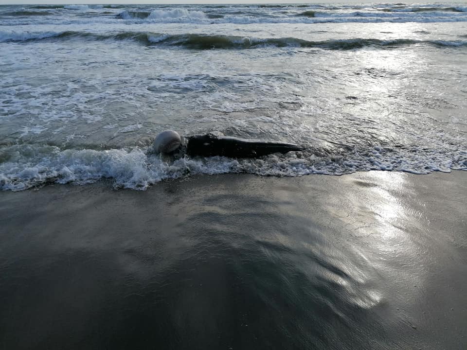 balenottera spiaggiata fregene 1