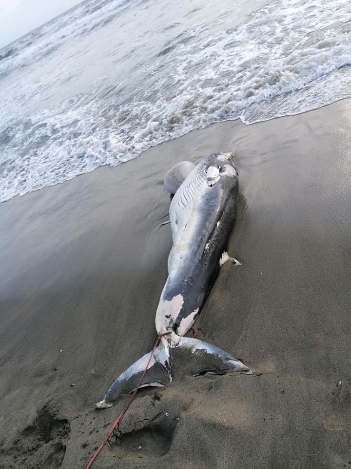 balenottera spiaggiata fregene 2