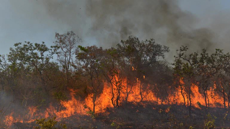 incendi in Amazzonia