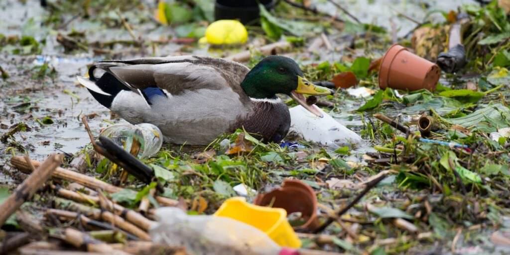 microplastiche uccelli fiume